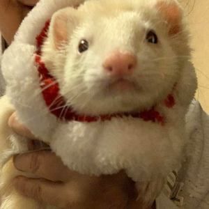 Meet your Posher, Sherry